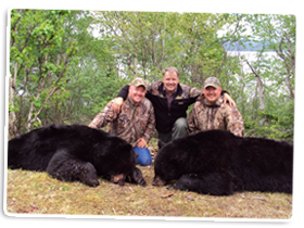 Two Boone and Crockett class Newfoundland Black Bears