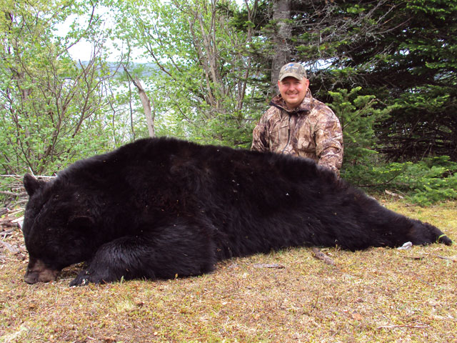 Newfoundland Bear