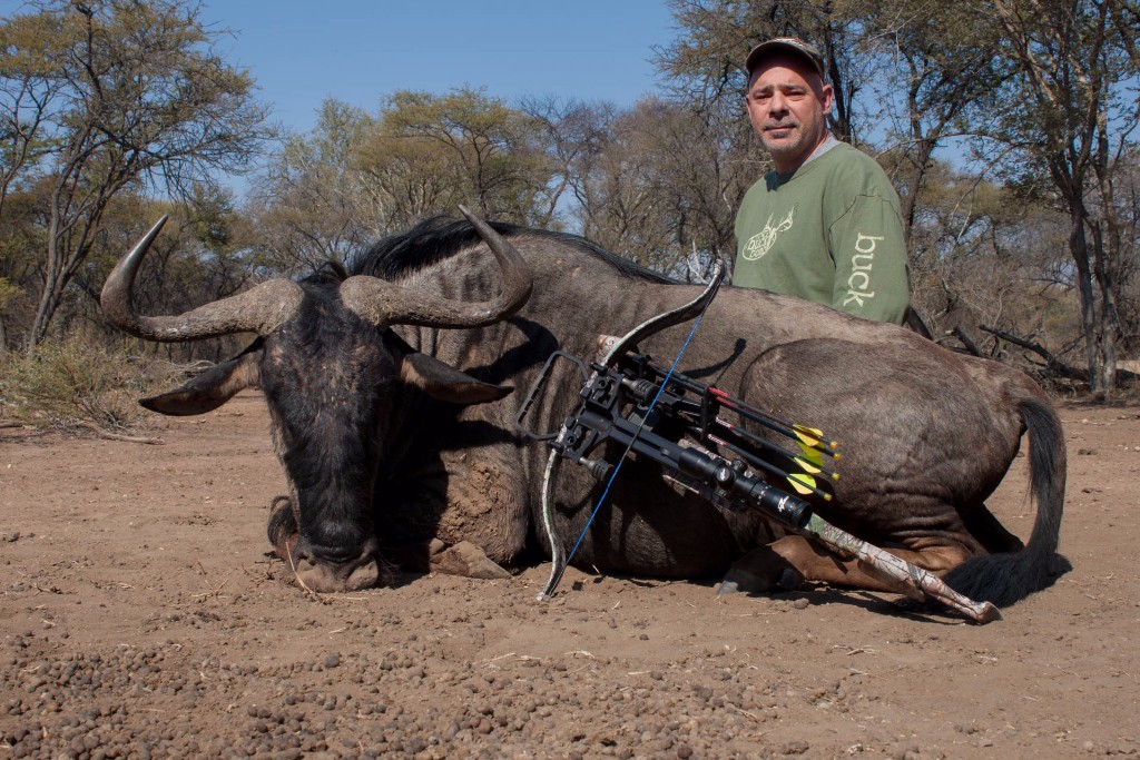 Troy Lauffer: Koringkoppie Safaris Blue Wildebeest